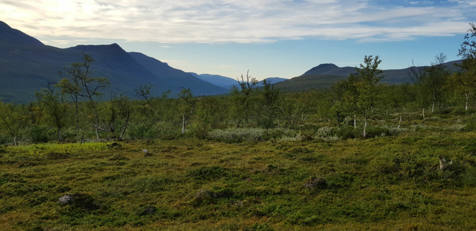 Frodig bjørkeskog i Øvre Dividal nasjonalpark. (Foto: Mari Jokerud)