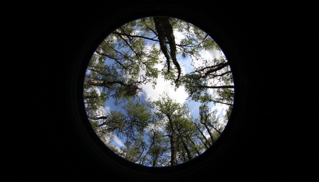 Kamera med fisheye-linse er ikke bare et morsomt leketøy. Vi bruker det for å ta bilde av trekronene og beregne hvor stor andel av himmelen de dekker. Har skogen blitt tettere eller åpnere siden sist? (Foto: Jørn Olav Løkken) Kamera med fisheye-linse er ikke bare et morsomt leketøy. Vi bruker det for å ta bilde av trekronene og beregne hvor stor andel av himmelen de dekker. Har skogen blitt tettere eller åpnere siden sist? (Foto: Jørn Olav Løkken)