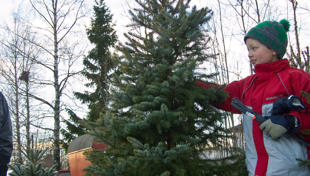 Fjelledelgrana (Abies lasiocarpa) selger veldig godt i Norge. (Foto: Erling Fløistad) Fjelledelgrana (Abies lasiocarpa) selger veldig godt i Norge. (Foto: Erling Fløistad)