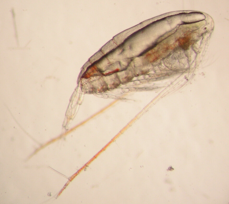 Calanus er blant planktonet som forskerne får i planktonhåven. (Foto: Jan Henrik Simonsen / Havforskningsinstituttet)