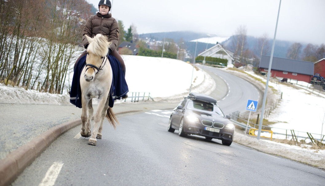 I ulykker der hest og bil er involvert er konsekvensene ofte alvorlige. Nå skal Nord universitet forske på hest i trafikken. (Foto: Kari Hustad) I ulykker der hest og bil er involvert er konsekvensene ofte alvorlige. Nå skal Nord universitet forske på hest i trafikken. (Foto: Kari Hustad)