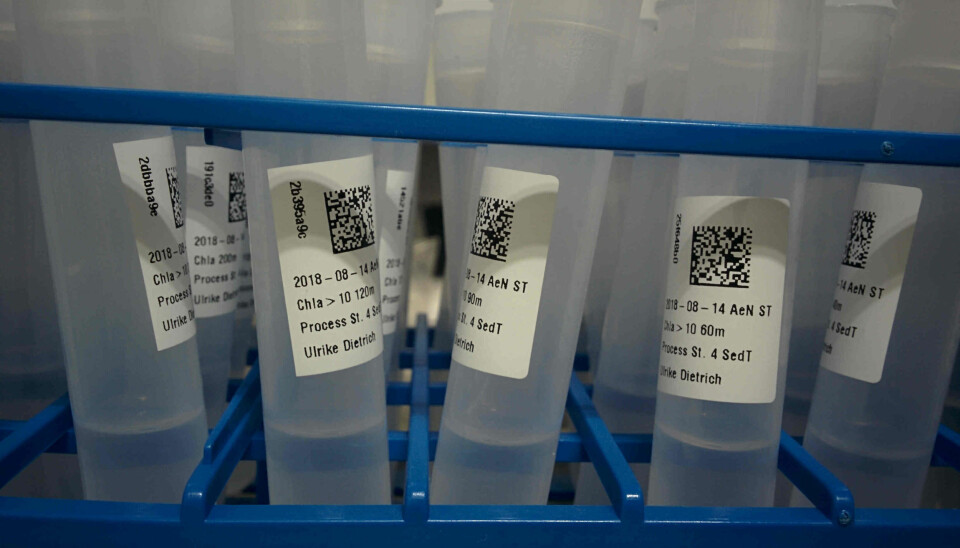 – Et ark med koder klar til prøvemerking. Merkelapper som er 1 cm, slik at de får plass på de minste tubene. (Foto: Pål Ellingsen)