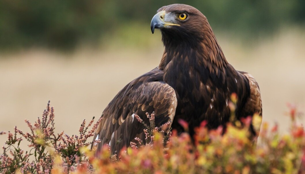 Kongeørnen er Norges nest største rovfugl, etter havørn. Den kan bli opp mot 90 centimeter lang og kan få et vingespenn på over to meter. (Foto: Ian Duffield, Shutterstock, NTB scanpix) Kongeørnen er Norges nest største rovfugl, etter havørn. Den kan bli opp mot 90 centimeter lang og kan få et vingespenn på over to meter. (Foto: Ian Duffield, Shutterstock, NTB scanpix)