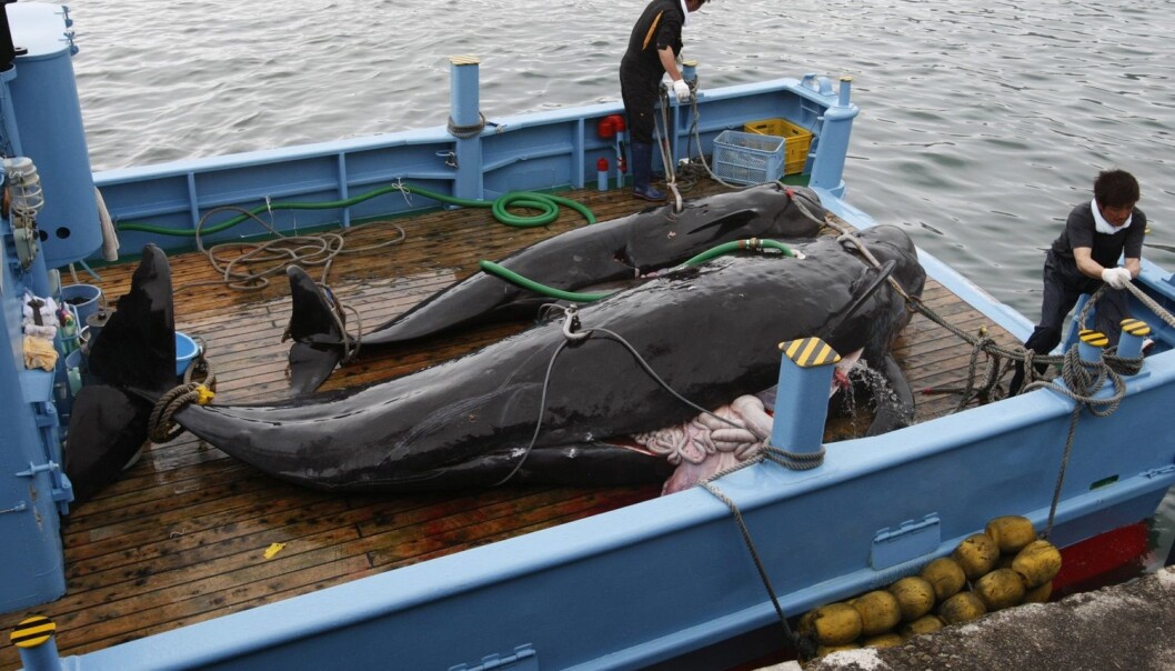 Japanske myndigheter sier den årlige hvalfangsten har et vitenskapelig formål. (Foto: Issei Kato, Reuters, NTB scanpix) Japanske myndigheter sier den årlige hvalfangsten har et vitenskapelig formål. (Foto: Issei Kato, Reuters, NTB scanpix)