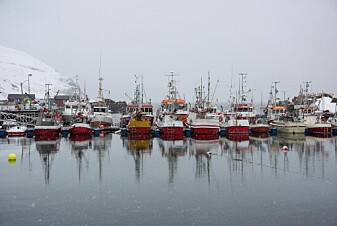 Fiskebåter i Kamøyvær, Finnmark. (Foto: Lidunn Mosaker Boge / Nofima) Fiskebåter i Kamøyvær, Finnmark. (Foto: Lidunn Mosaker Boge / Nofima)