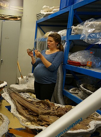 Mage ingen hindring! Omvisning blant fossilene en måned før termin. (Foto: Spitsbergen Mesozoic Research Group) Mage ingen hindring! Omvisning blant fossilene en måned før termin. (Foto: Spitsbergen Mesozoic Research Group)