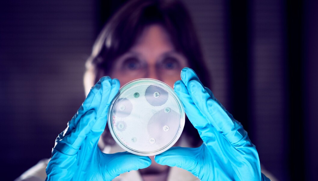 Marianne Sunde viser petriskål med antibiotikaresistente bakterier. (Foto: Eivind Røhne) Marianne Sunde viser petriskål med antibiotikaresistente bakterier. (Foto: Eivind Røhne)