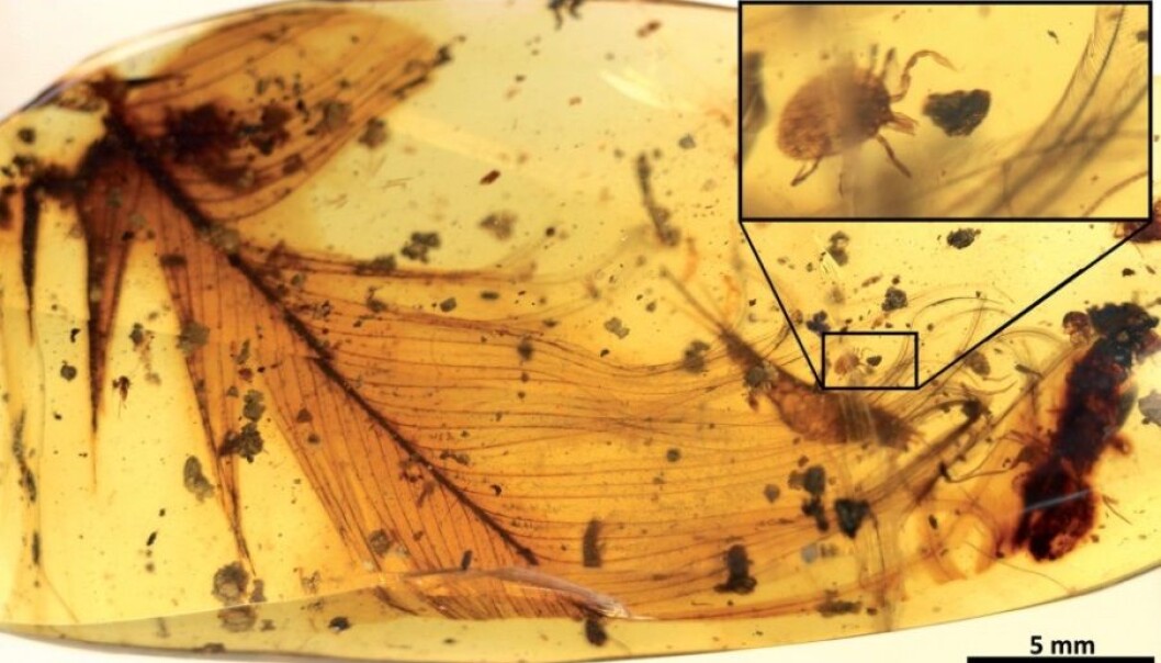 Frosset i tida: En 99 millioner år gammel flått på en dinosaurfjær. (Foto: Nature Communications; Peñalver et al.) Frosset i tida: En 99 millioner år gammel flått på en dinosaurfjær. (Foto: Nature Communications; Peñalver et al.)