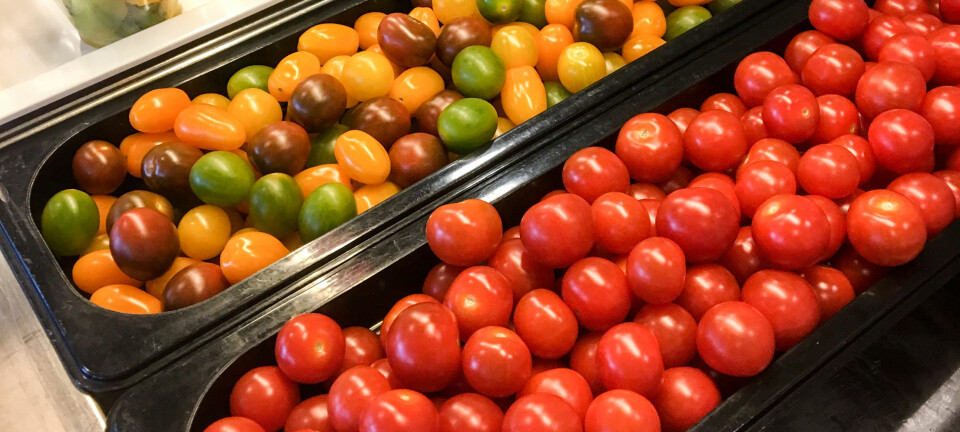 Er det mer fristende å spise mangefargede cherrytomater enn bare røde tomater? Det var bare noe av det forskerne forsøkte å finne ut. (Foto: Jorunn S. Hansen / Nofima)