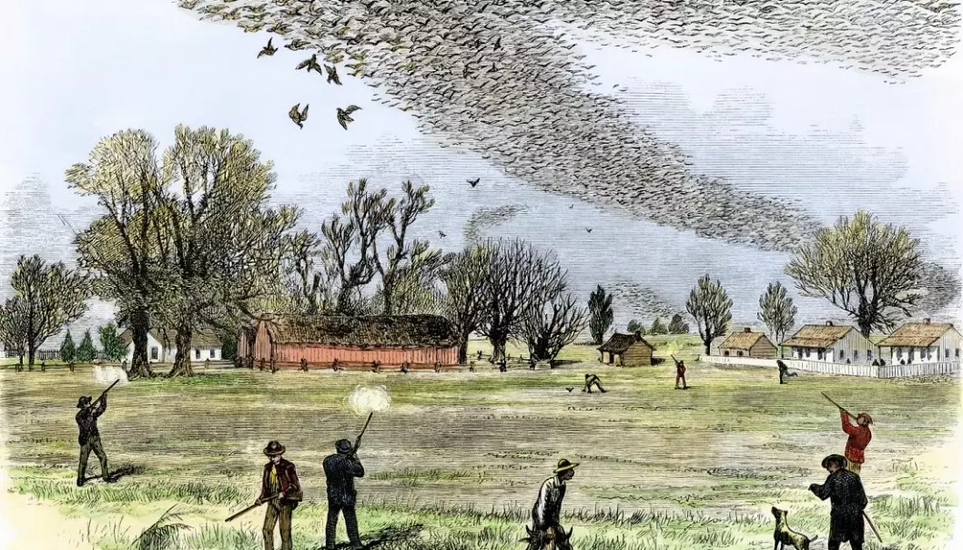 Var det mennesker som til slutt utryddet vandreduen? Denne illustrasjonen fra 1875 viser hvordan duene blir skutt i hopetall i Louisiana.  (Illustrasjon: Smith Bennet / Creative commons)