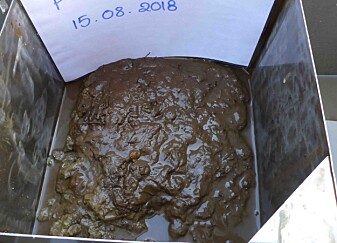 Ved å ta prøver av gjørmen kan vi avsløre mange av Barentshavets hemmeligheter. (Foto: Emmelie Åström) Ved å ta prøver av gjørmen kan vi avsløre mange av Barentshavets hemmeligheter. (Foto: Emmelie Åström)