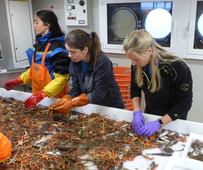 Sortering av trålbenthos. (Foto: Emmelie Åström) Sortering av trålbenthos. (Foto: Emmelie Åström)