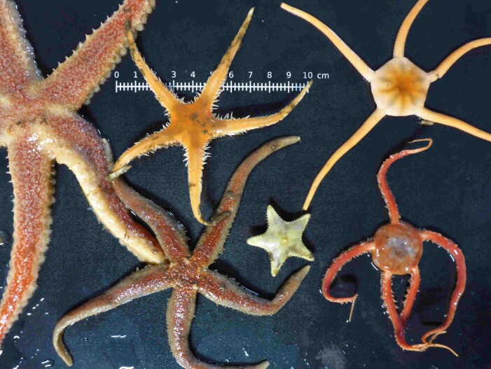 Pigghuder, sjøstjerner og slangestjerner fra Barentshavets dyp. Øverst fra venstre: Ursasterias linckii, Pontaster tenuispinus, Ophiopleura borealis. Nederst fra venstre: Icasterias panopla, Ctenodiscus crispatus and Ophioscolex glacialis. (Foto: Emmelie Åström) Pigghuder, sjøstjerner og slangestjerner fra Barentshavets dyp. Øverst fra venstre: Ursasterias linckii, Pontaster tenuispinus, Ophiopleura borealis. Nederst fra venstre: Icasterias panopla, Ctenodiscus crispatus and Ophioscolex glacialis. (Foto: Emmelie Åström)