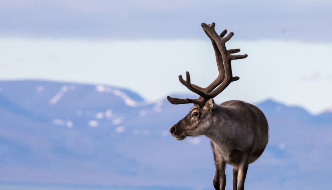 – Det som skjer i Arktis forblir ikke i Arktis. Det påvirker hele planeten. Arktis har stor påvirkning på resten av verden, sier NOAA-sjef Timothy Gallaudet. (Foto: Lillian Tveit, Shutterstock, NTB scanpix) – Det som skjer i Arktis forblir ikke i Arktis. Det påvirker hele planeten. Arktis har stor påvirkning på resten av verden, sier NOAA-sjef Timothy Gallaudet. (Foto: Lillian Tveit, Shutterstock, NTB scanpix)