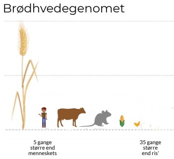 Hvetegenomet er gigantisk. Figuren viser størrelsesforholdet mellom genomene til ulike dyr og planter. (Illustrasjon: fra den vitenskapelige artikkelen) Hvetegenomet er gigantisk. Figuren viser størrelsesforholdet mellom genomene til ulike dyr og planter. (Illustrasjon: fra den vitenskapelige artikkelen)