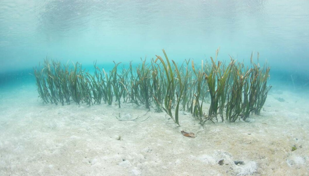 Sjøgress på grunt vann i Indonesia holder både koraller, mennesker og fisk friske. (Foto: Shutterstock) Sjøgress på grunt vann i Indonesia holder både koraller, mennesker og fisk friske. (Foto: Shutterstock)