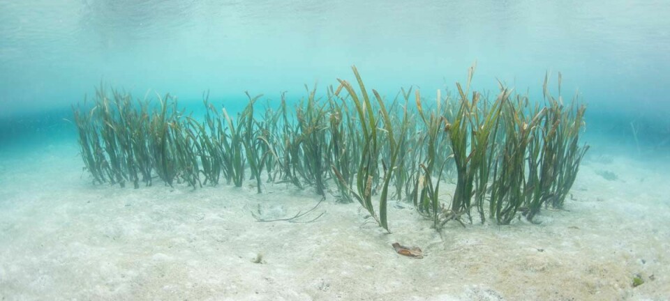 Sjøgress på grunt vann i Indonesia holder både koraller, mennesker og fisk friske. (Foto: Shutterstock)