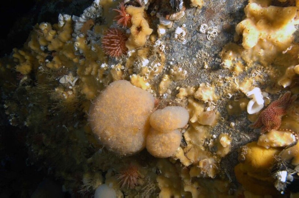 Forskere leter i havet etter stoff som kan ta knekken på bakterier. Blant annet har de funnet molekyler i kongekrabbe og sjøpung som har antibakteriell effekt. (Foto: Bjørn Gulliksen) Forskere leter i havet etter stoff som kan ta knekken på bakterier. Blant annet har de funnet molekyler i kongekrabbe og sjøpung som har antibakteriell effekt. (Foto: Bjørn Gulliksen)