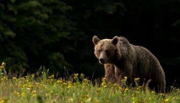 Utdødd hulebjørn lever videre i brunbjørnens gener