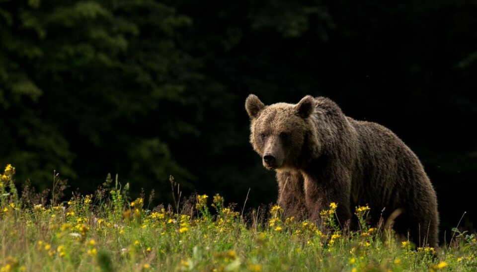 Mest brunbjørn, men også et lite stykke utdødd hulebjørn. (Foto: Lajos Berde)