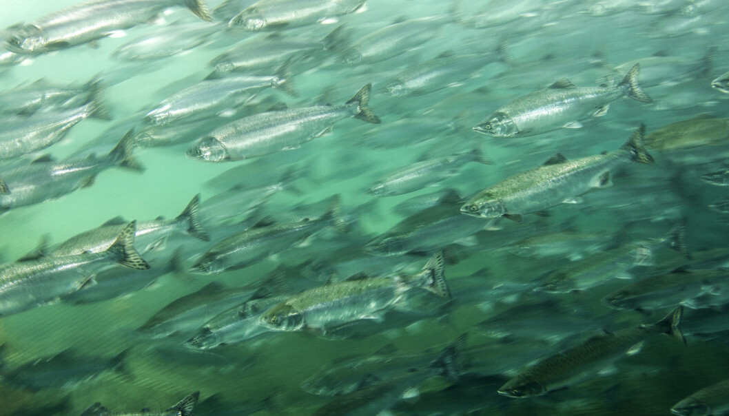 Er oppdrettslaksen like bra å spise som annen fisk? Eller inneholder den for eksempel mer miljøgifter og antibiotika? (Foto: Konstantin Novikov, Shutterstock, NTB scanpix) Er oppdrettslaksen like bra å spise som annen fisk? Eller inneholder den for eksempel mer miljøgifter og antibiotika? (Foto: Konstantin Novikov, Shutterstock, NTB scanpix)