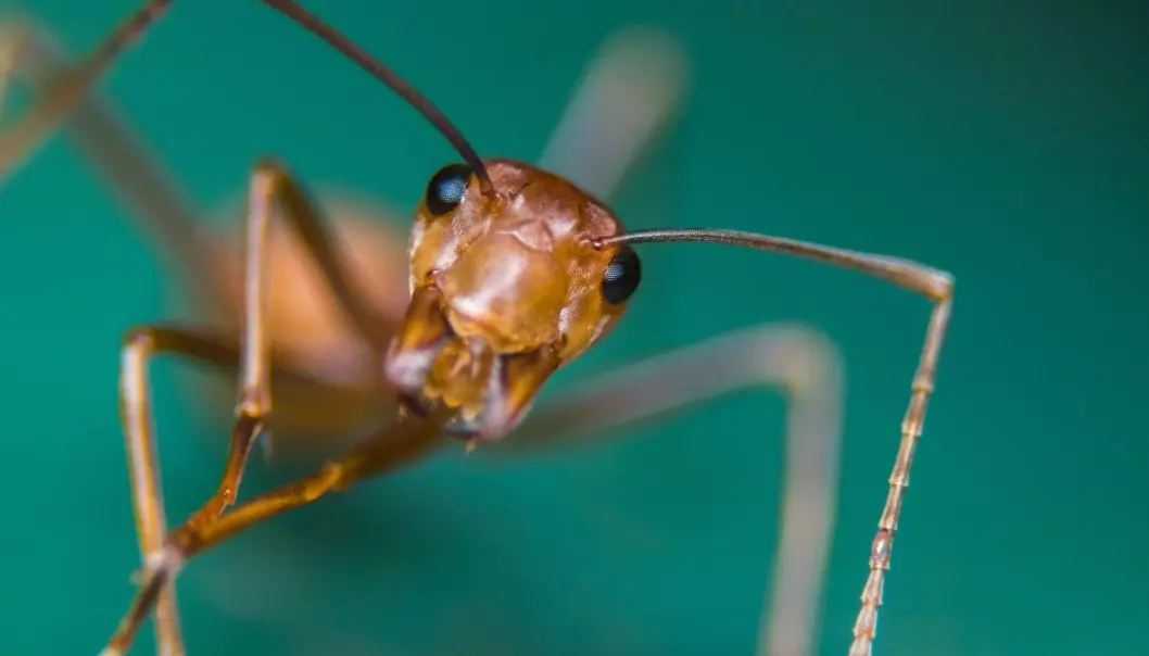 Hvorfor oppfører maur i ulike tuer seg så forskjellig?