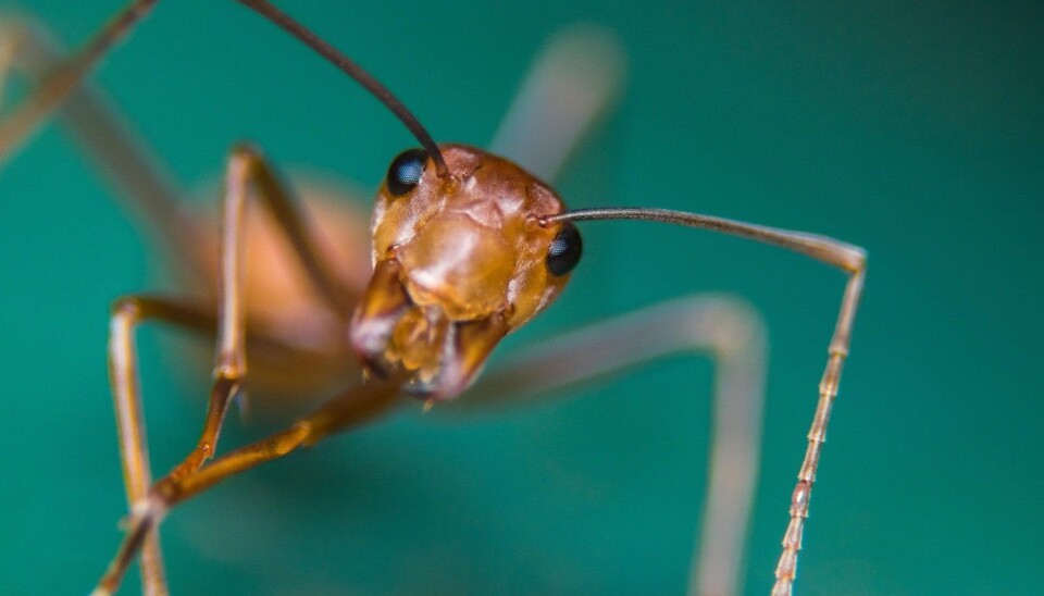 Den nye studien viser at personlighetene i maurtuene avhenger av naturlandskapet. (Illustrasjonsfoto: Yeung Man Chun, Shutterstock, NTB scanpix)