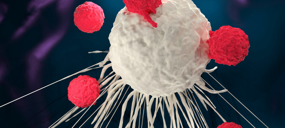 Illustrasjonen viser modifiserte immunceller som angriper en kreftcelle.  (Illustrasjon: Meletios Verras / Shutterstock / NTB scanpix)