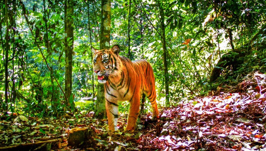En tiger på Sumatra poserer for kameraet som forskerne har satt ut i jungelen. (Foto: Matthew Luskin) En tiger på Sumatra poserer for kameraet som forskerne har satt ut i jungelen. (Foto: Matthew Luskin)