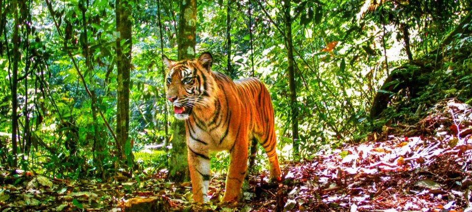 En tiger på Sumatra poserer for kameraet som forskerne har satt ut i jungelen. (Foto: Matthew Luskin)