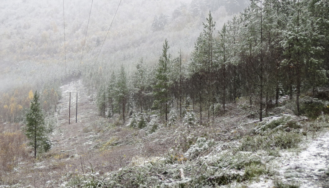 Trær som faller på strømlinjer, kan forårsake strømbrudd. For å unngå dette anbefaler forskere å tynne ut skogen som ligger langs strømlinjene, slik at trærne som står igjen, blir sterkere. (Foto: Hans Peter Eidseflot, Mørenett) Trær som faller på strømlinjer, kan forårsake strømbrudd. For å unngå dette anbefaler forskere å tynne ut skogen som ligger langs strømlinjene, slik at trærne som står igjen, blir sterkere. (Foto: Hans Peter Eidseflot, Mørenett)