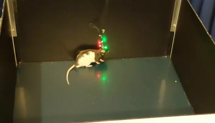 Rotta Marco løper rundt i boksen på jakt etter mat mens sensorer måler aktiviteten i enkeltceller i hjernen. (Foto: Eivind Torgersen)