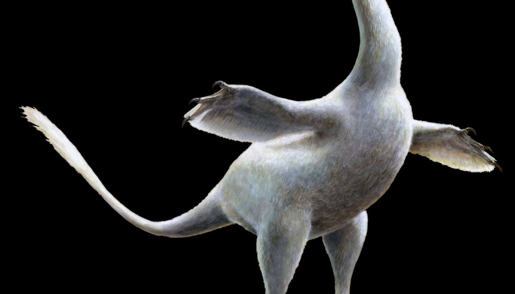 Sånn så kanskje Halszkaraptor escuilliei ut, den gangen den levde. (Illustrasjon: Lukas Panzarin) Sånn så kanskje Halszkaraptor escuilliei ut, den gangen den levde. (Illustrasjon: Lukas Panzarin)