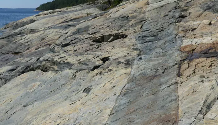 På vei opp mot overflaten strømmet smeltet stein langs sprekker – bildet viser en slik størknet gang som kutter gamle gneiser på sør-enden av Hurumhalvøya. (Foto: Ane K. Engvik)