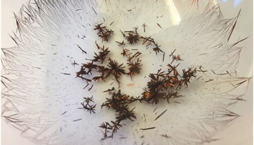 Krystaller av naturlig iodinin er vanskelige å håndtere, men de nye syntetiske analogene er mer medgjørlige. (Foto: Elvar Örn Viktorsson / UiO) Krystaller av naturlig iodinin er vanskelige å håndtere, men de nye syntetiske analogene er mer medgjørlige. (Foto: Elvar Örn Viktorsson / UiO)