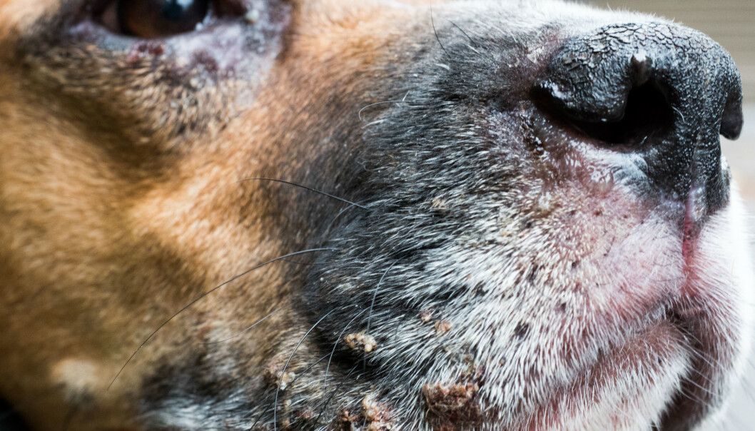 Hunden Murphy ble importert fra Spania. Én måned senere ble han skikkelig syk til tross for at alle testene for tropiske sykdommer var negative. (Foto: Camilla Wiik) Hunden Murphy ble importert fra Spania. Én måned senere ble han skikkelig syk til tross for at alle testene for tropiske sykdommer var negative. (Foto: Camilla Wiik)
