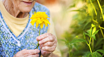 Dårlig luktesans kan være tidlig varsel om demens