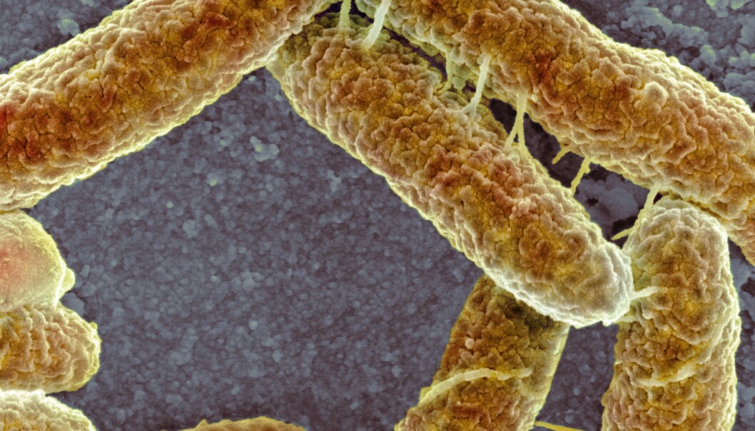 Disse bakteriene utveksler gener. Du kan se at de er koblet sammen med små tråder, noe gjør det mulig for bakteriene å dele på egenskaper. Antibiotikaresistens kan gis videre på denne måten. (Foto: Science Photo Library / Scanpix) Disse bakteriene utveksler gener. Du kan se at de er koblet sammen med små tråder, noe gjør det mulig for bakteriene å dele på egenskaper. Antibiotikaresistens kan gis videre på denne måten. (Foto: Science Photo Library / Scanpix)