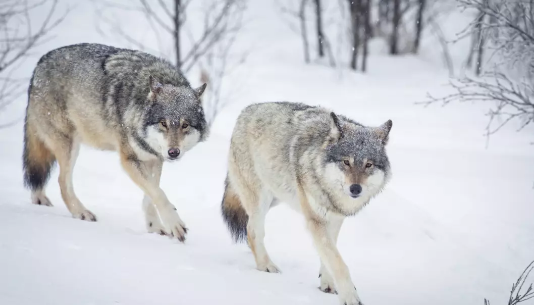 Vinteren 2016/2017 ble det registrert 51 til 56 ulver som kun bor i Norge, og samme antall holder til i et grenserevir mellom Norge og Sverige ifølge rovdata.no. Foto: Kjetil Kolbjornsrud / Shutterstock / NTB scanpix