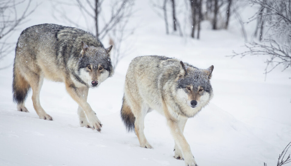 Vinteren 2016/2017 ble det registrert 51 til 56 ulver som kun bor i Norge, og samme antall holder til i et grenserevir mellom Norge og Sverige ifølge rovdata.no. Foto: Kjetil Kolbjornsrud / Shutterstock / NTB scanpix