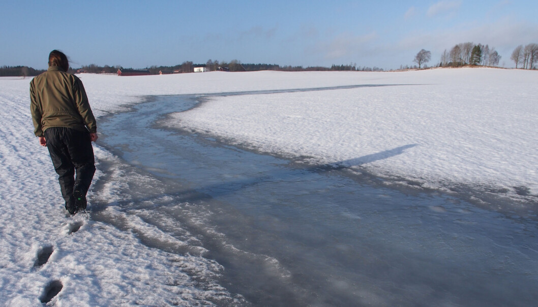 Snø kan ha en isolerende effekt for jorden hvis bare snødekket er tykt nok. Uten snø kan vinterens kalde temperaturer skape problemer. (Foto: Torsten Starkloff) Snø kan ha en isolerende effekt for jorden hvis bare snødekket er tykt nok. Uten snø kan vinterens kalde temperaturer skape problemer. (Foto: Torsten Starkloff)