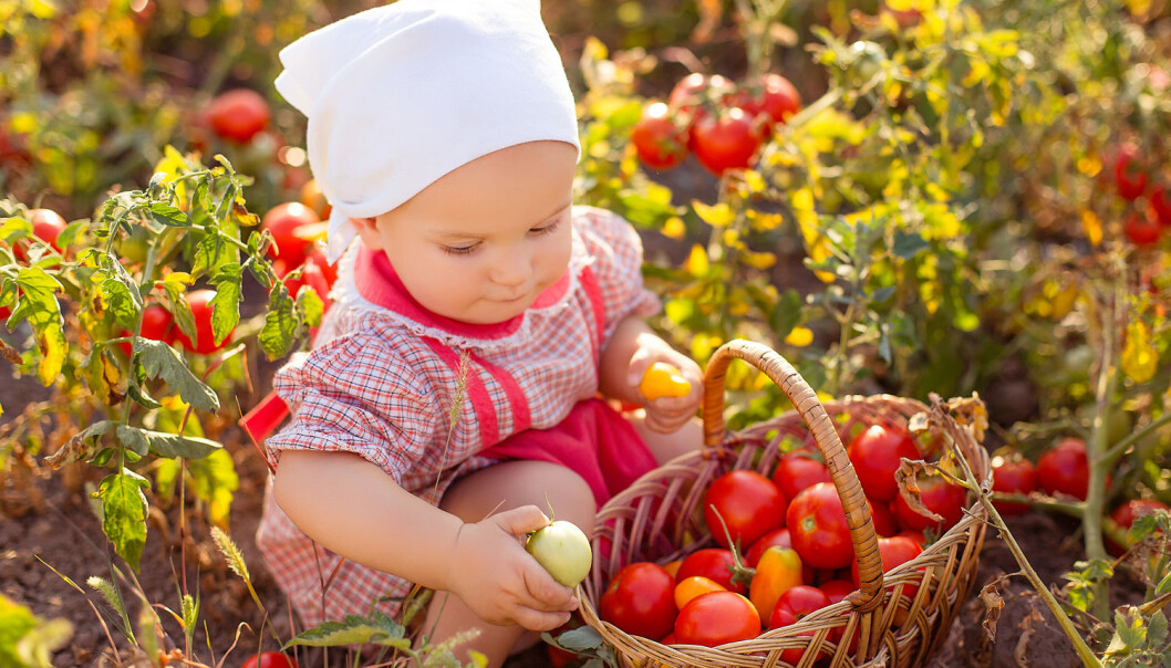 FAO anslår at vi må produsere 50 prosent mer mat i 2050 hvis det skal være nok til fremtidige generasjonene. (Foto: OlgaPonomarenko / Shutterstock / NTB scanpix) FAO anslår at vi må produsere 50 prosent mer mat i 2050 hvis det skal være nok til fremtidige generasjonene. (Foto: OlgaPonomarenko / Shutterstock / NTB scanpix)