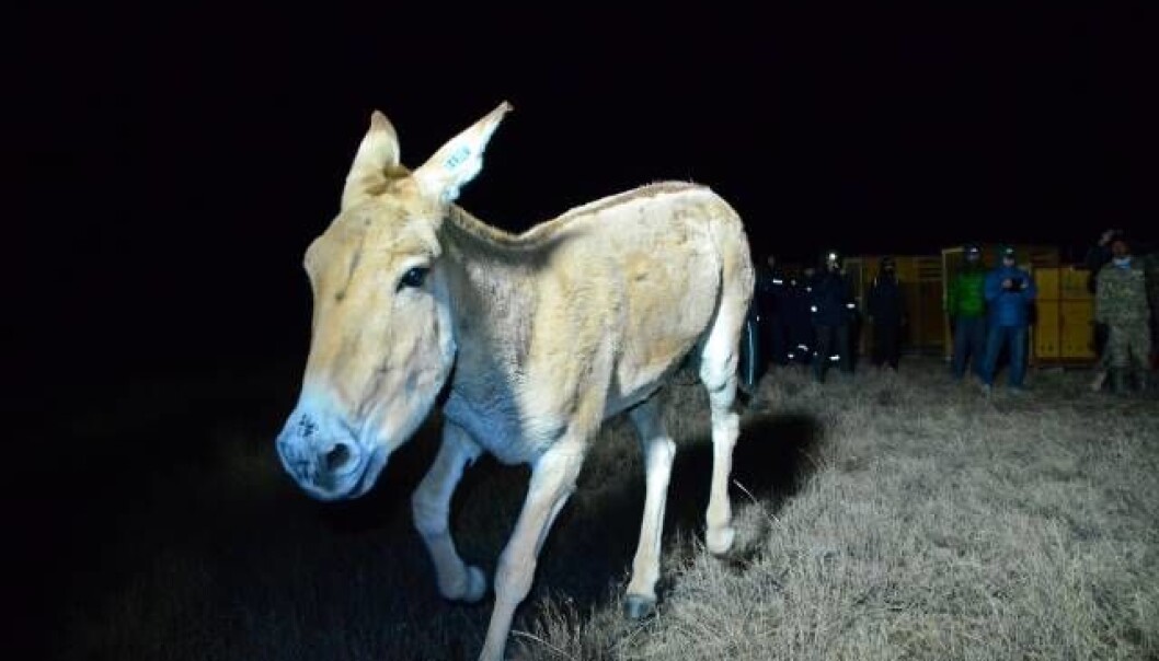 24. oktober i år ble en første gruppe på ni dyr sluppet ut i en innhegning ved utkanten av Altyn Dala verneområde i det sentrale Kasakhstan. Dyrene ble transportert 1200 kilometer med helikopter fra Altyn Emel National Park sørøst i landet. (Foto: John Linnell / NINA) 24. oktober i år ble en første gruppe på ni dyr sluppet ut i en innhegning ved utkanten av Altyn Dala verneområde i det sentrale Kasakhstan. Dyrene ble transportert 1200 kilometer med helikopter fra Altyn Emel National Park sørøst i landet. (Foto: John Linnell / NINA)
