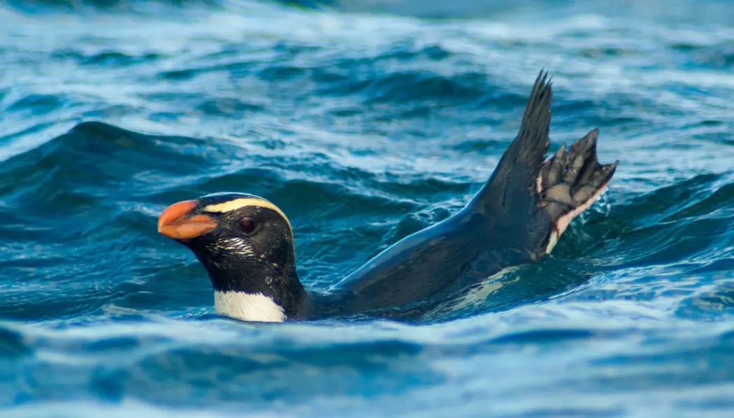 Svømmende Tawaki-pingvin. (Bilde: Thomas Mattern/CC BY)