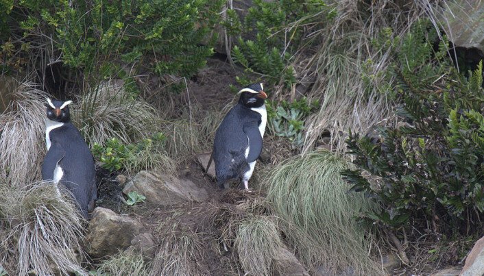Tawaki-pingviner på land på New Zealand. (Bilde: Travelwayoflife/CC BY-SA 2.0) Tawaki-pingviner på land på New Zealand. (Bilde: Travelwayoflife/CC BY-SA 2.0)