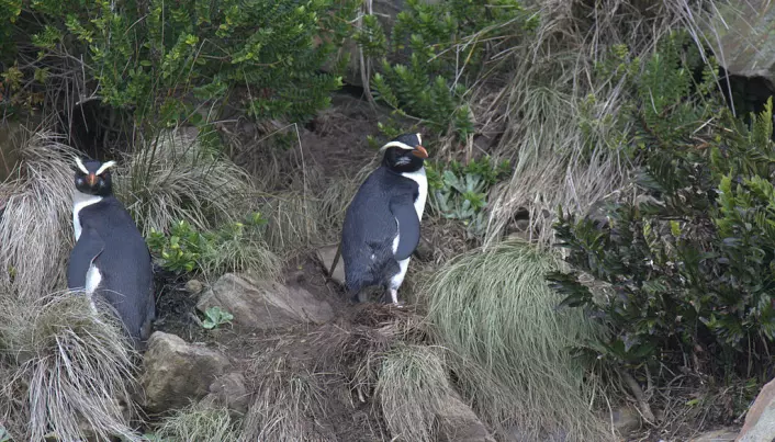Tawaki-pingviner på land på New Zealand. (Bilde: Travelwayoflife/CC BY-SA 2.0)