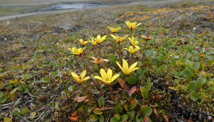 Tundravegetasjonen er både tøff og sårbar på samme tid. Plantene på Svalbard er tilpasset ekstremt tøffe klimatiske forhold – men vokser også ekstremt sakte og tåler derfor dårlig tekniske inngrep. Dette er ei myrsildre, som er en vanlig art på Svalbard, men svært sjelden på fastlandet. (Foto: Siri Lie Olsen)