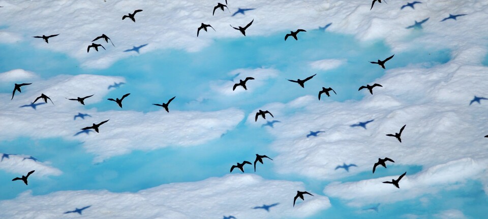Polarlomvi-bestanden er allerede minkende. (Foto: Sebastién Descamps / Norsk Polarinstitutt)