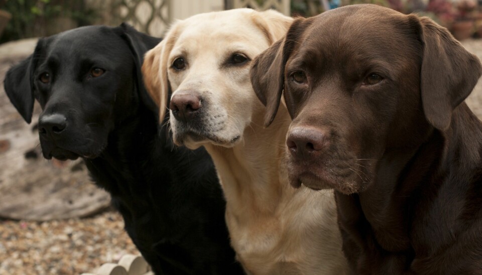 Kan hunder virkelig sanse om mennesker er slemme? (Illustrasjonsbilde: claire norman, Shutterstock, NTB scanpix)