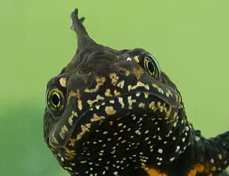 Salamanderbloggen